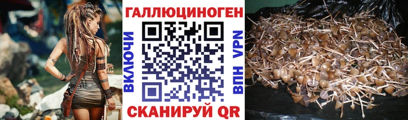 Псилоцибиновые грибы Cubensis  Морозовск 